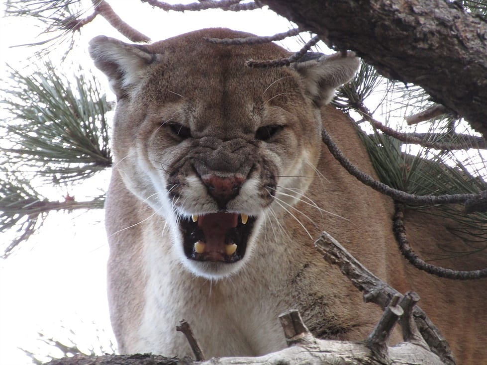winter cougar hunt