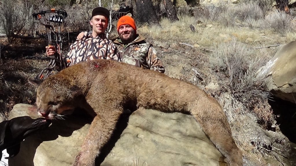 Guided Utah cougar hunt