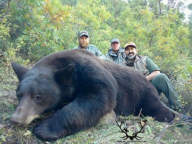 Black Bear - Allout Guiding & Outfitting Trophy Black Bear Hunting