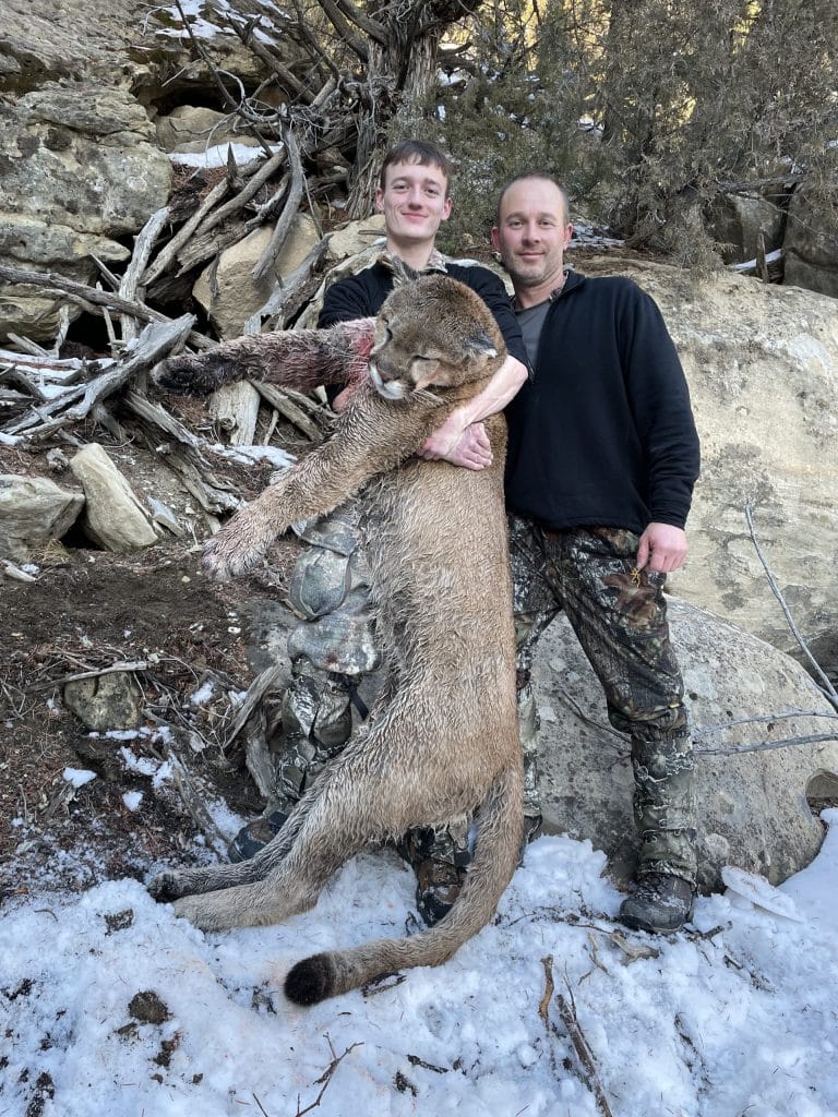 guided mountain lion hunt