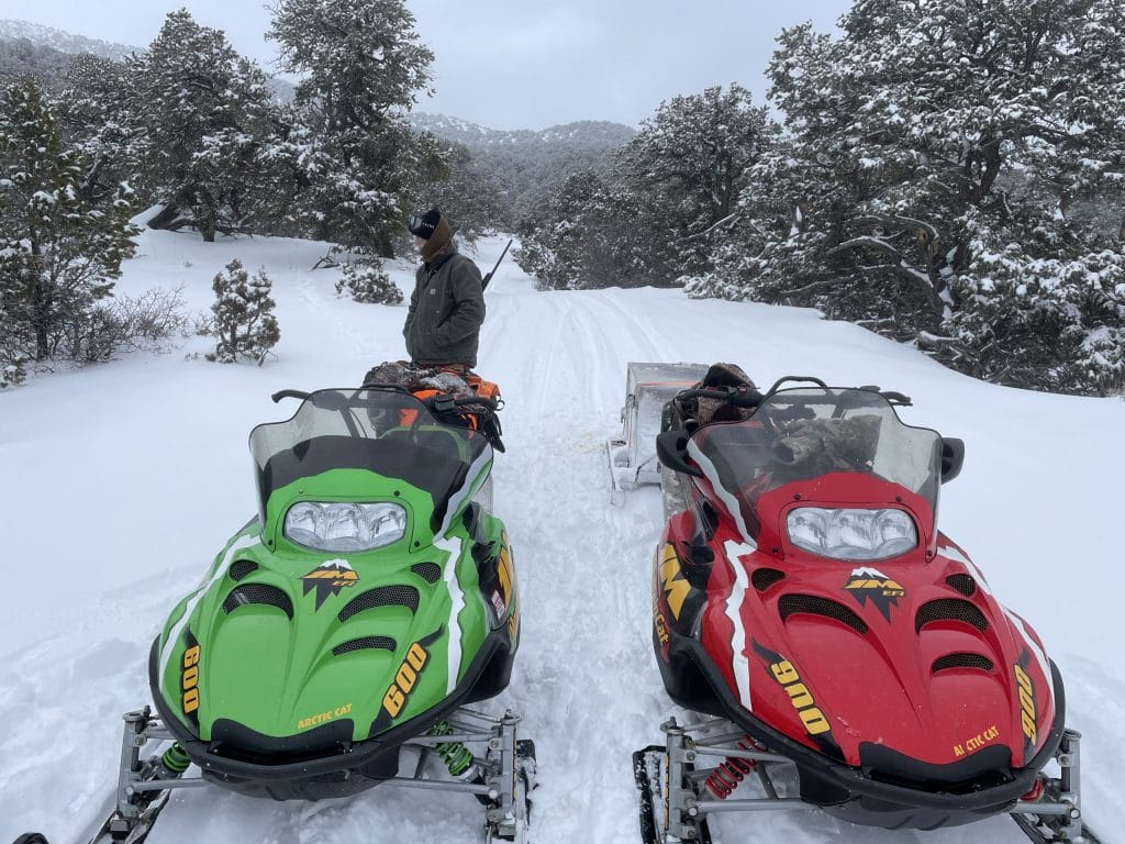 Hunting cougars on sleds