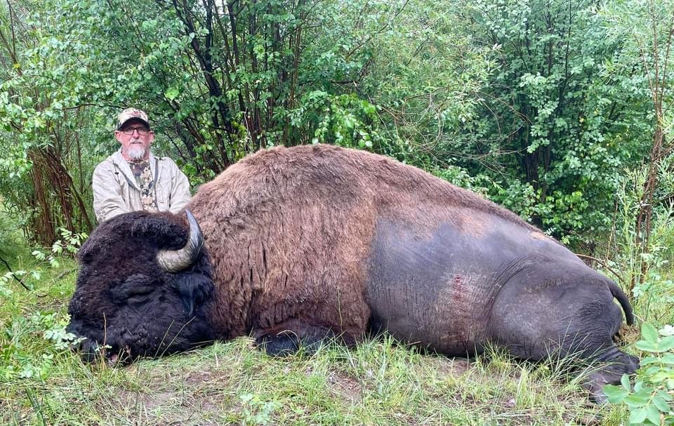 Archery hunt for bison in the Roadless