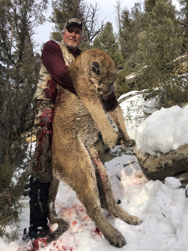 Guided mountain lion hunt in Utah